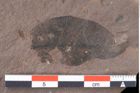Foto (Detailansicht) von Sphaeria palaeosapindi Ettingshausen (NHMW-GEO-2024-0188-0040)